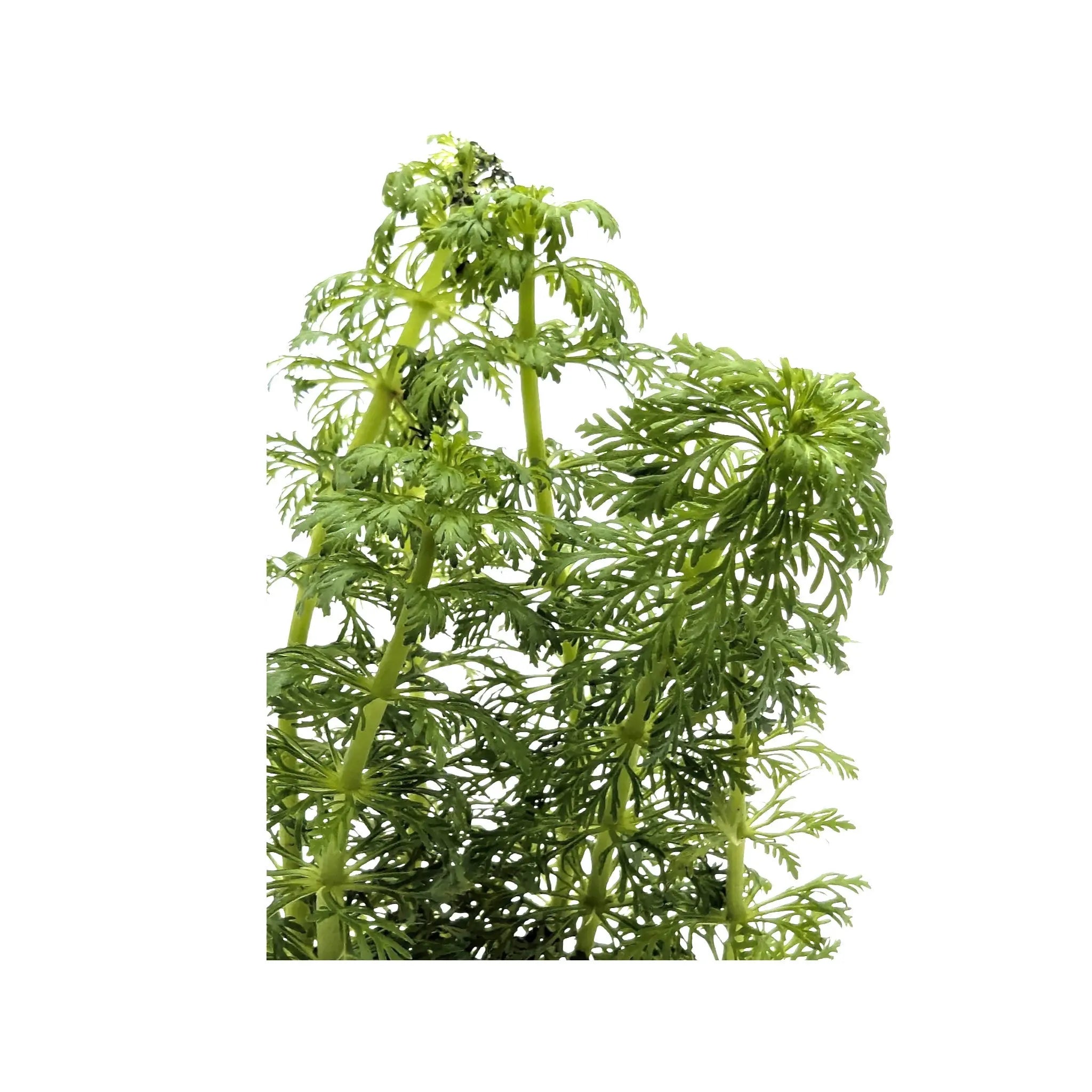 Limnophila heterophylla - fast growing! Aquafleur