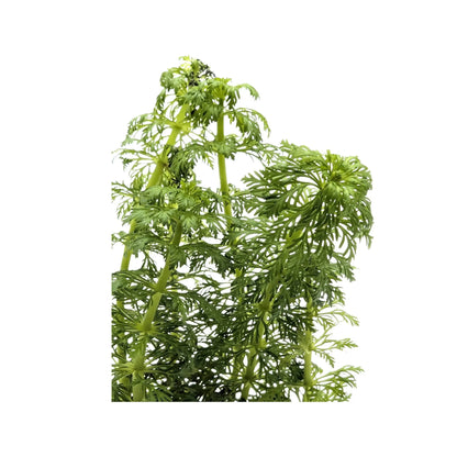 Limnophila heterophylla - fast growing! Aquafleur