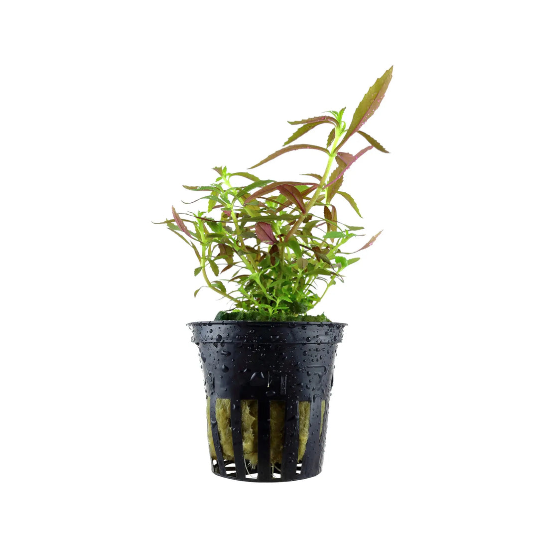 Limnophila hippuridoides Tropica