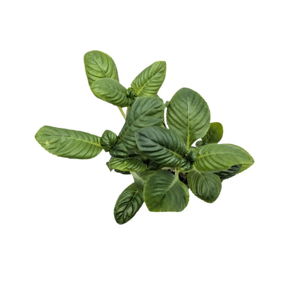 Limnophila rugosa Aquafleur