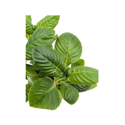 Limnophila rugosa Aquafleur