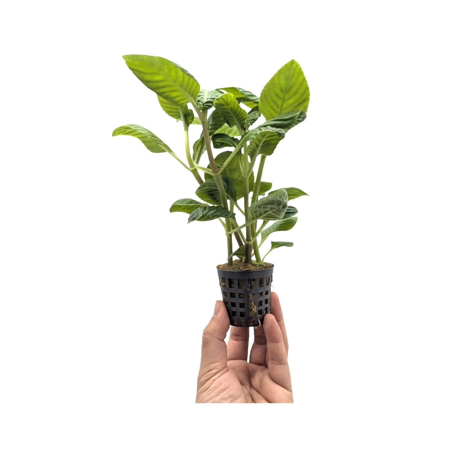 Limnophila rugosa Aquafleur