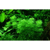 Limnophila sessiliflora - Aqua Essentials