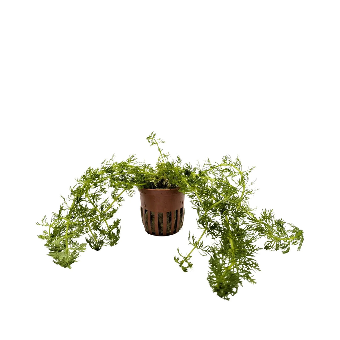 Limnophila sessiliflora Tropica