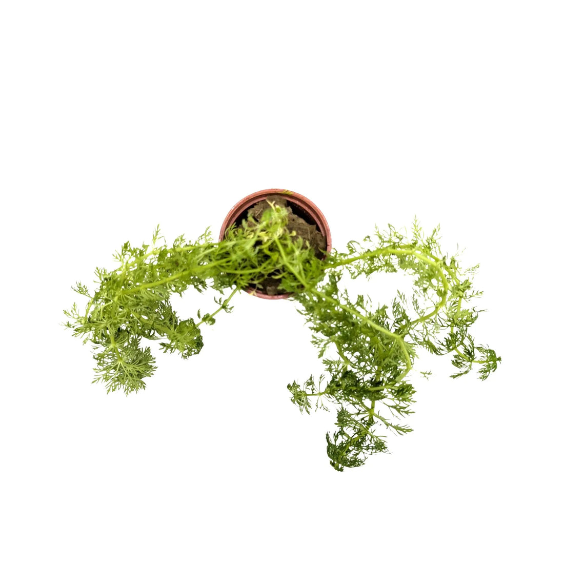 Limnophila sessiliflora Tropica