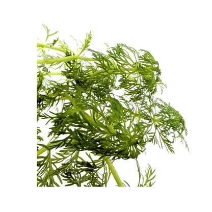 Limnophila sessiliflora Tropica