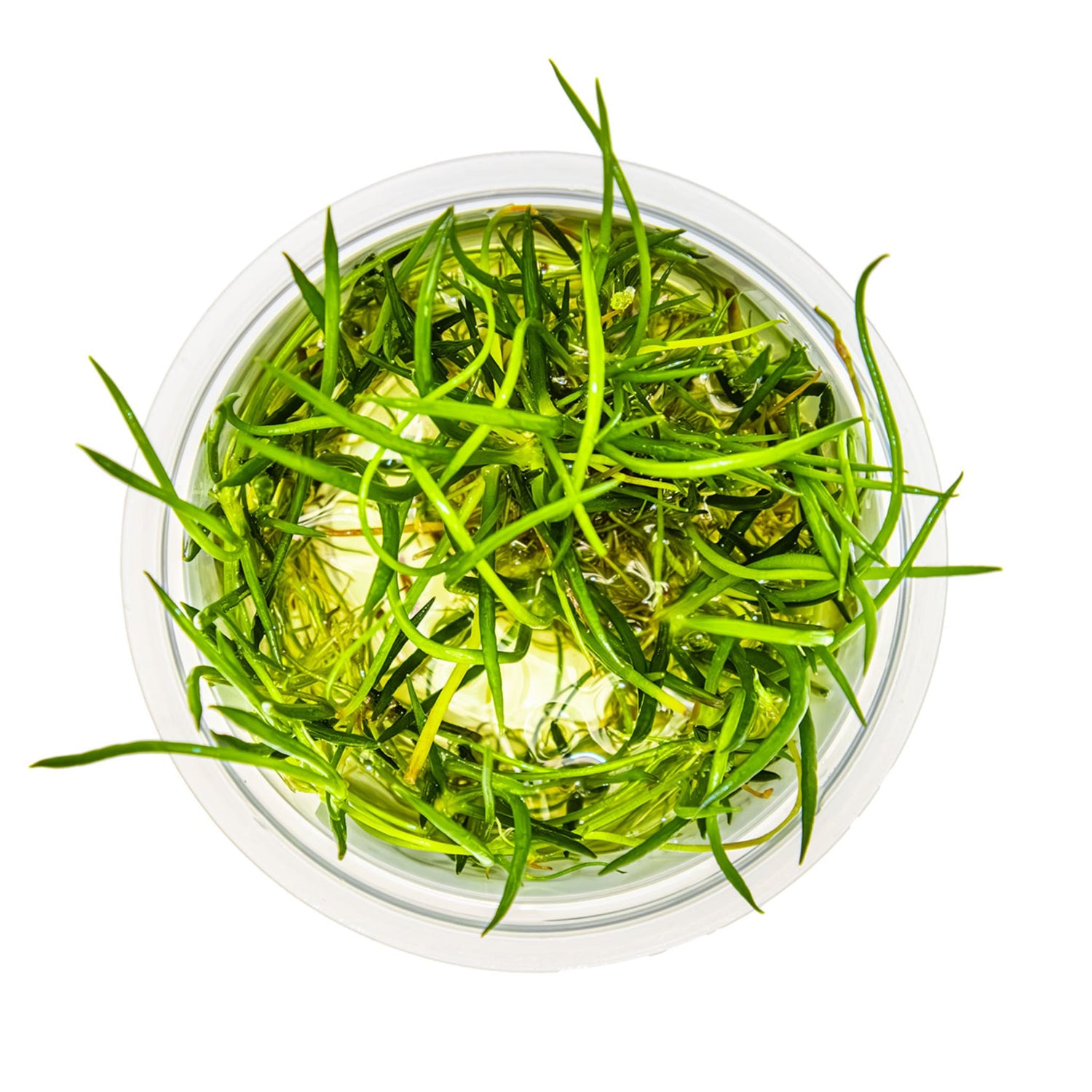 Tropica Littorella uniflora 1-2-GROW!