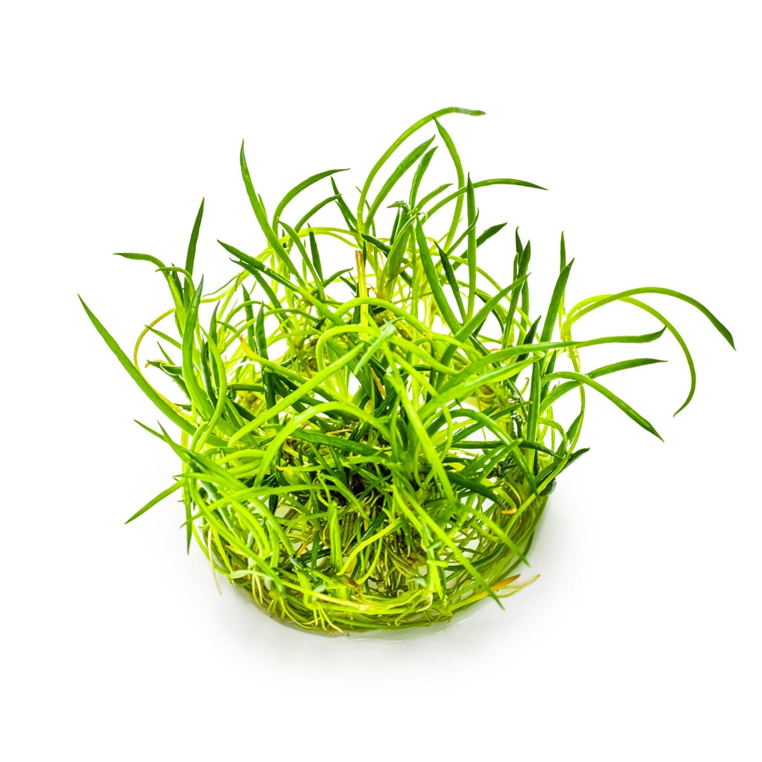 Tropica Littorella uniflora 1-2-GROW!