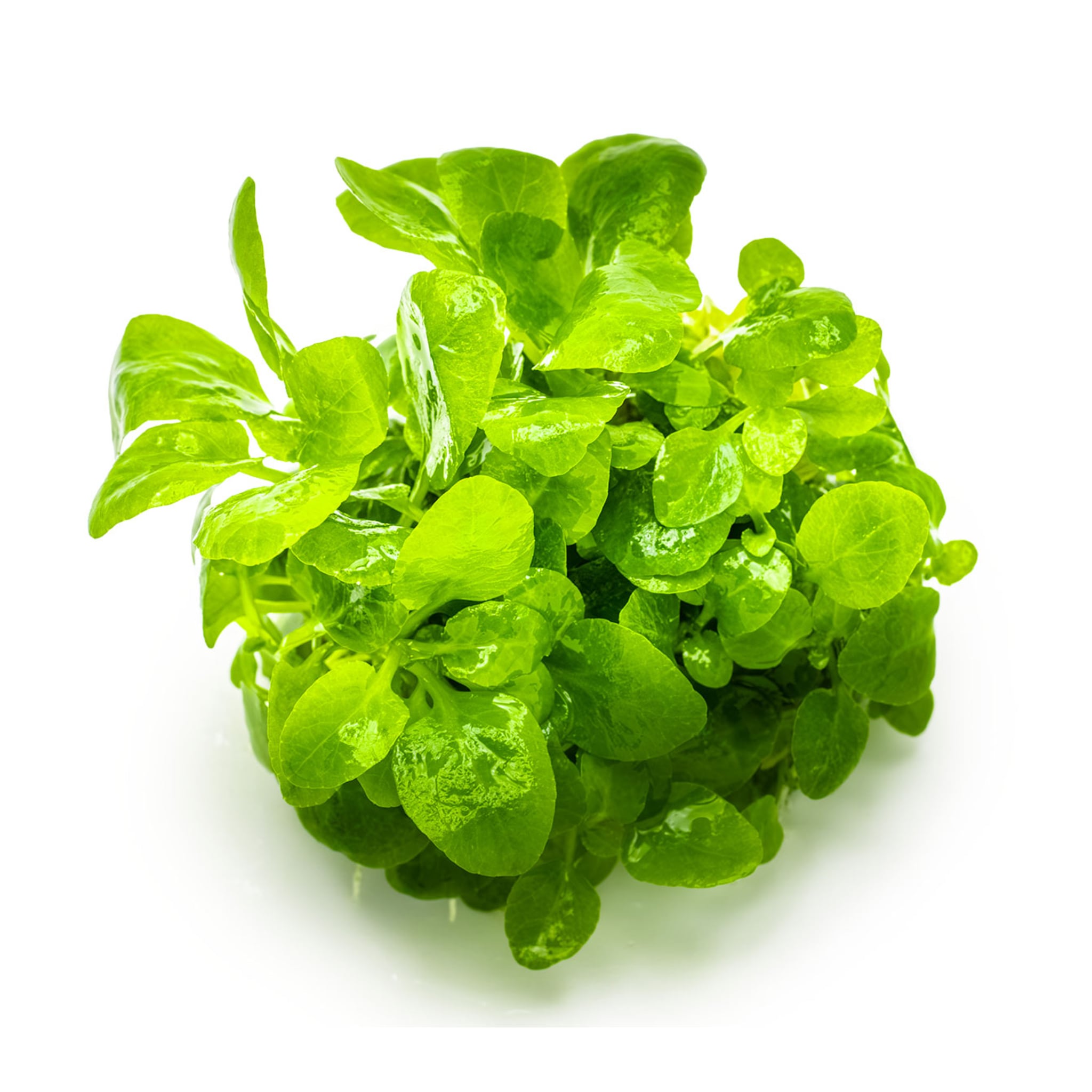 Tropica Lobelia cardinalis Mini 1-2-GROW!