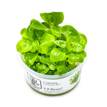Tropica Lobelia cardinalis Mini 1-2-GROW!