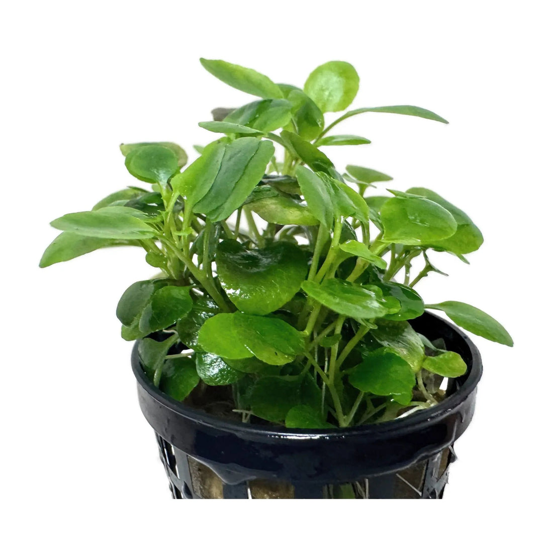 Lobelia cardinalis Mini Aqua Essentials