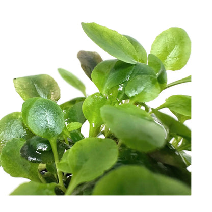 Lobelia cardinalis Mini Aqua Essentials