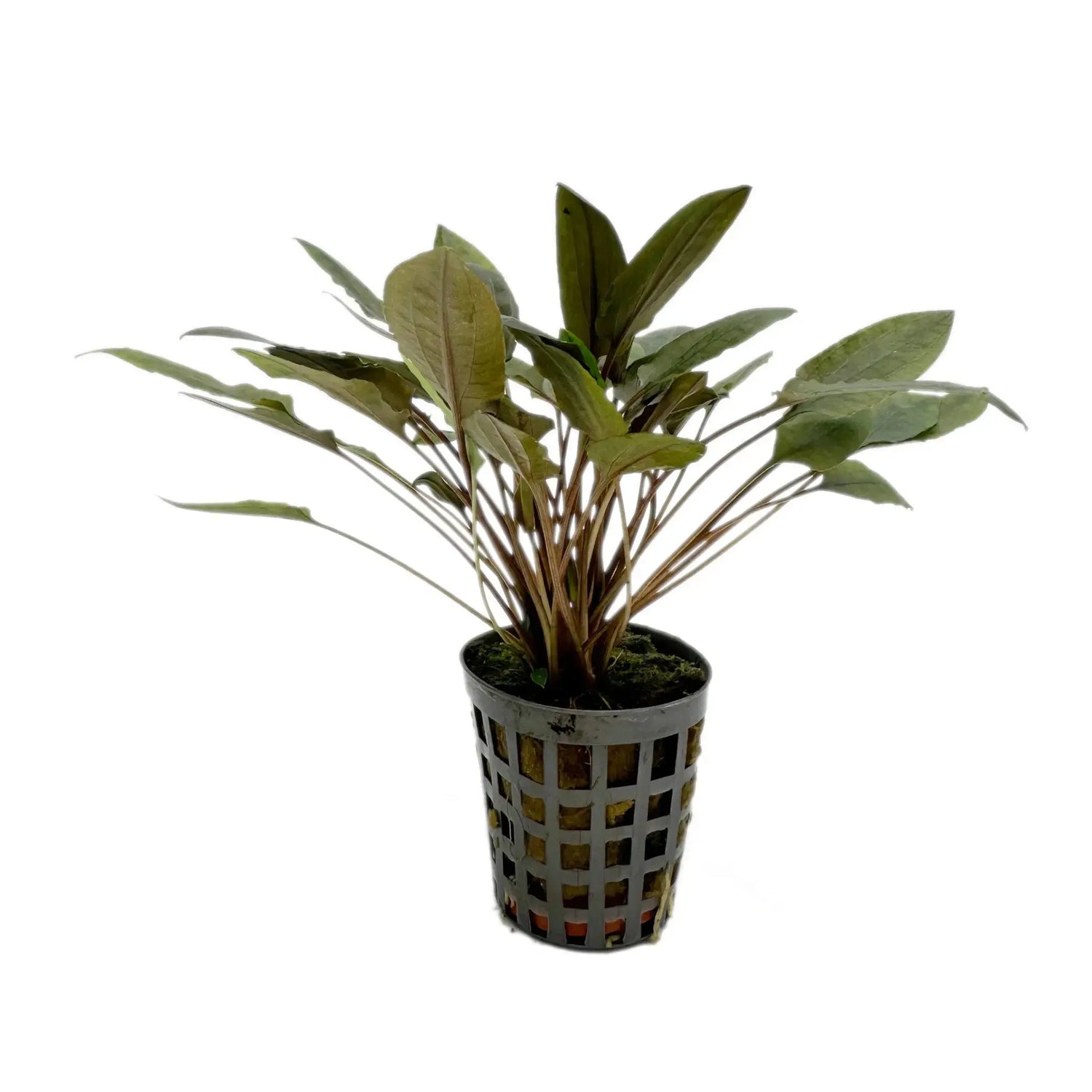 Cryptocoryne moehlmannii Aquafleur