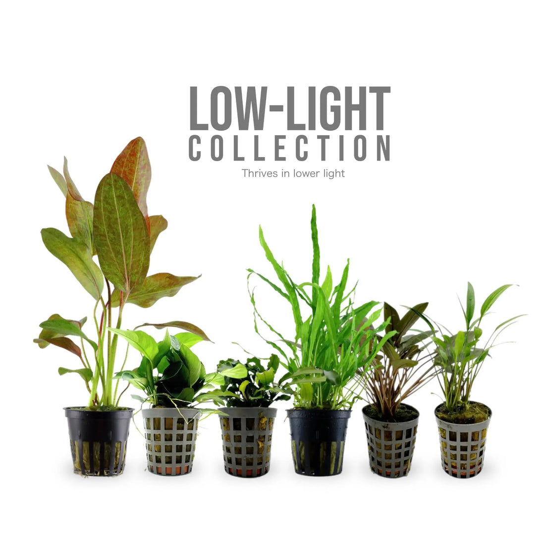 Low-Light Essentials Bundle - 12 Hardy Plants for Easy Aquascaping Aqua Essentials