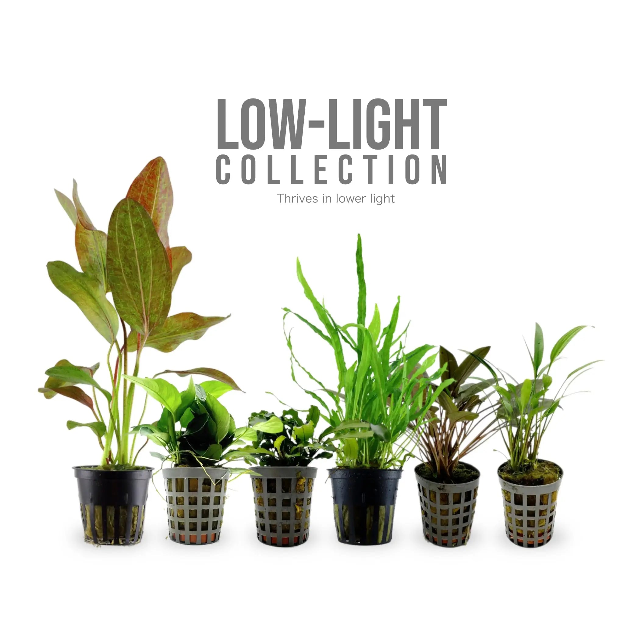 Low-Light Essentials Bundle - 12 Hardy Plants for Easy Aquascaping Aqua Essentials