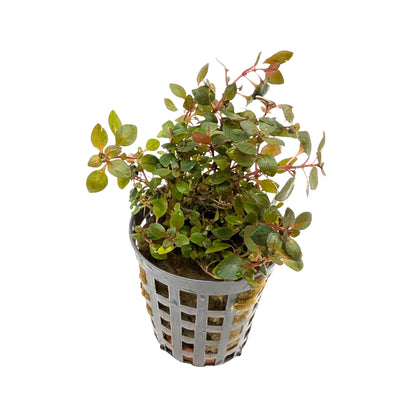 Ludwigia Mini Super Red