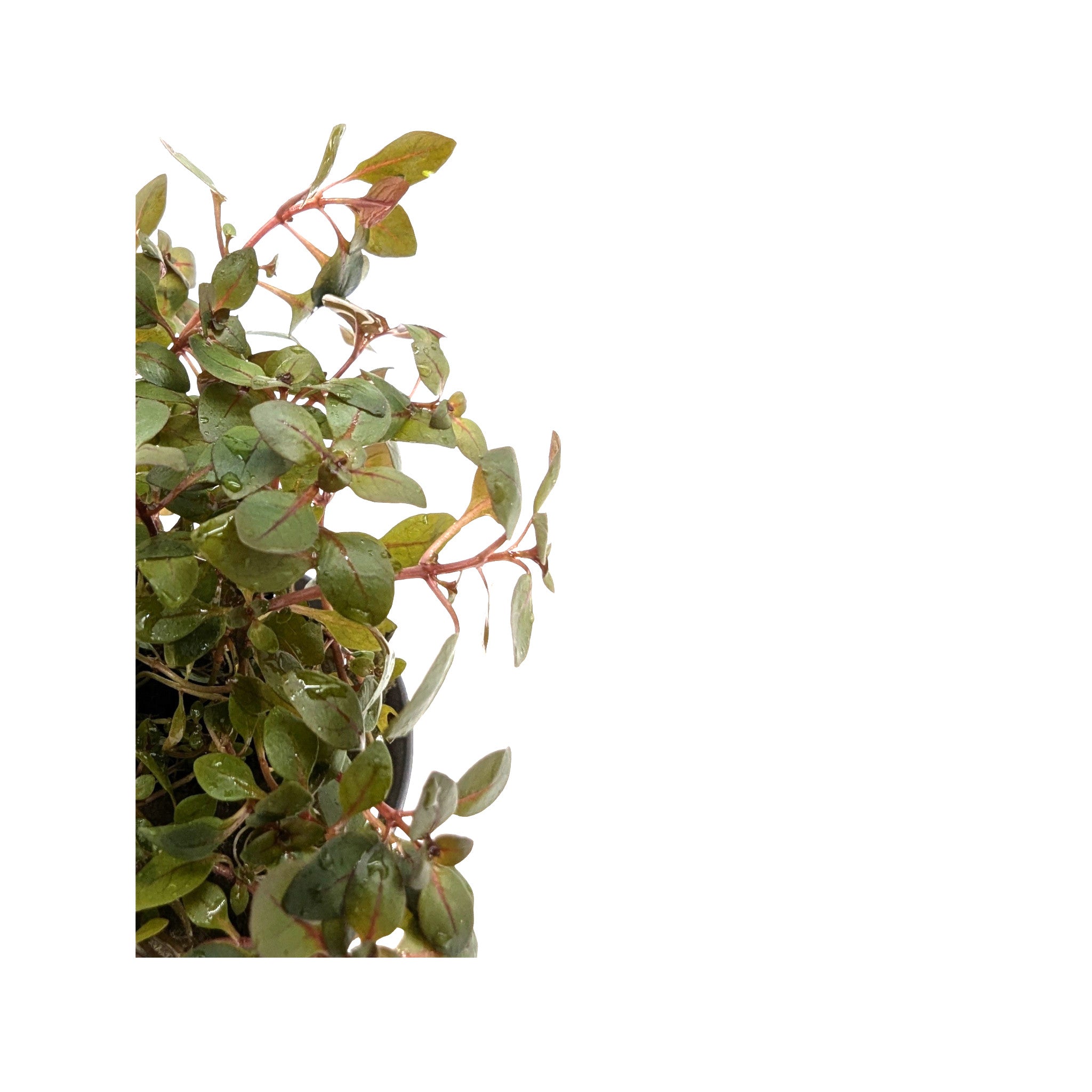 Ludwigia Mini Super Red