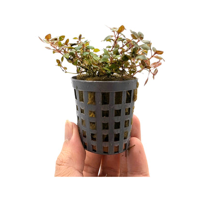 Ludwigia Mini Super Red