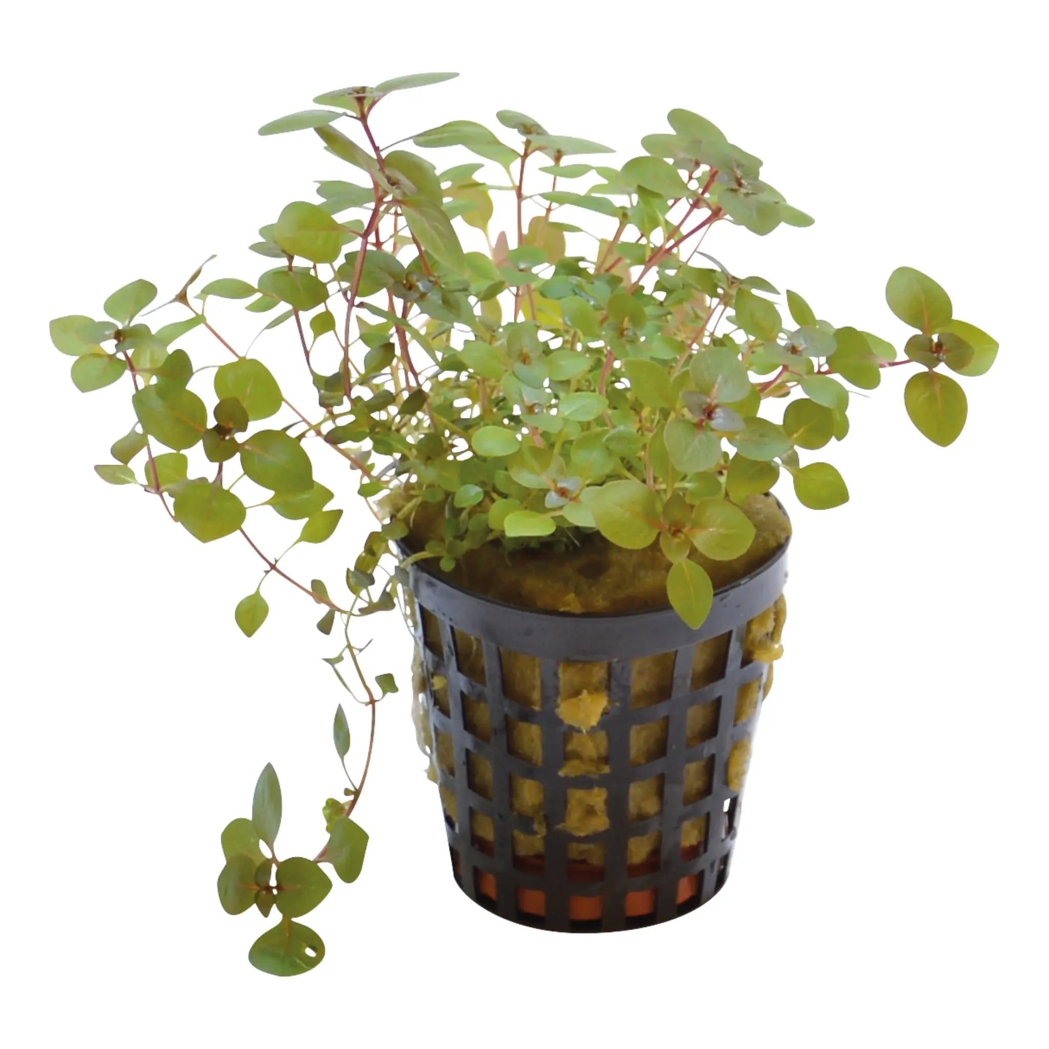 Ludwigia Mini Super Red - Aqua Essentials