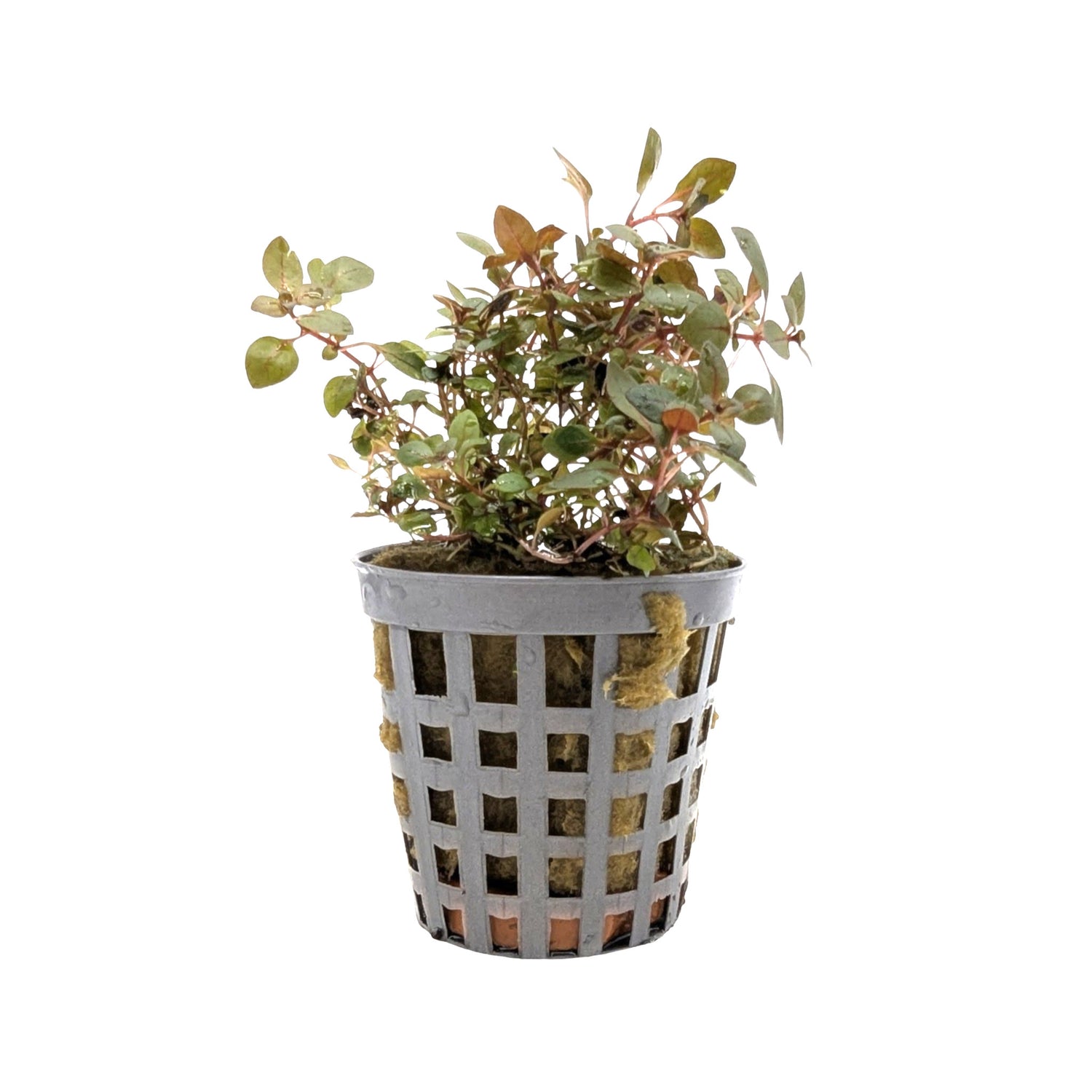 Ludwigia Mini Super Red