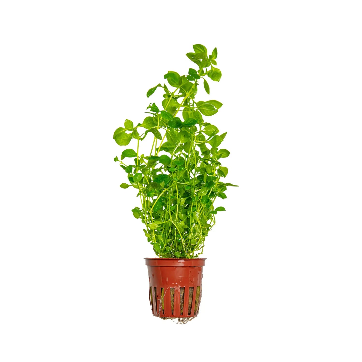 Ludwigia palustris green Aquafleur