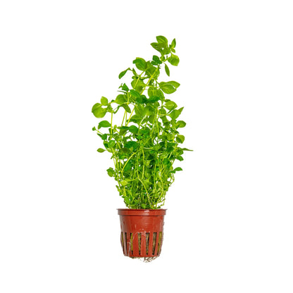 Ludwigia palustris green Aquafleur