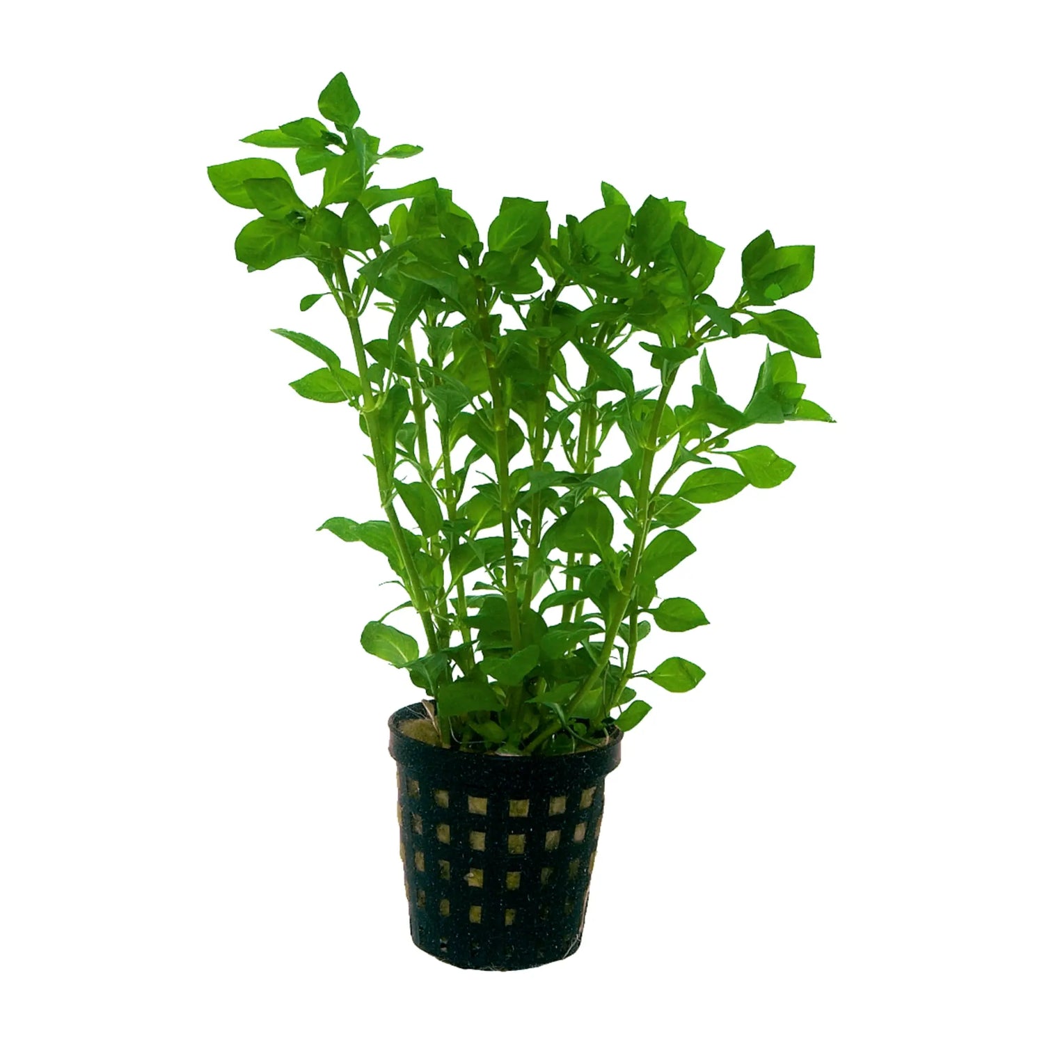 Ludwigia palustris green - Aqua Essentials