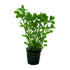 Ludwigia palustris green - Aqua Essentials