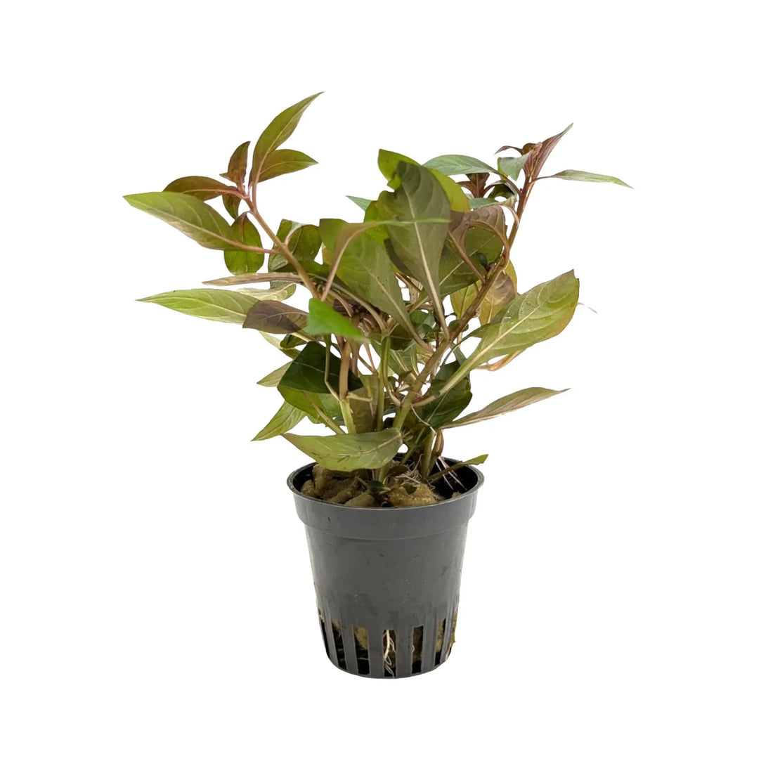 Ludwigia repens Diamond Red Aquafleur