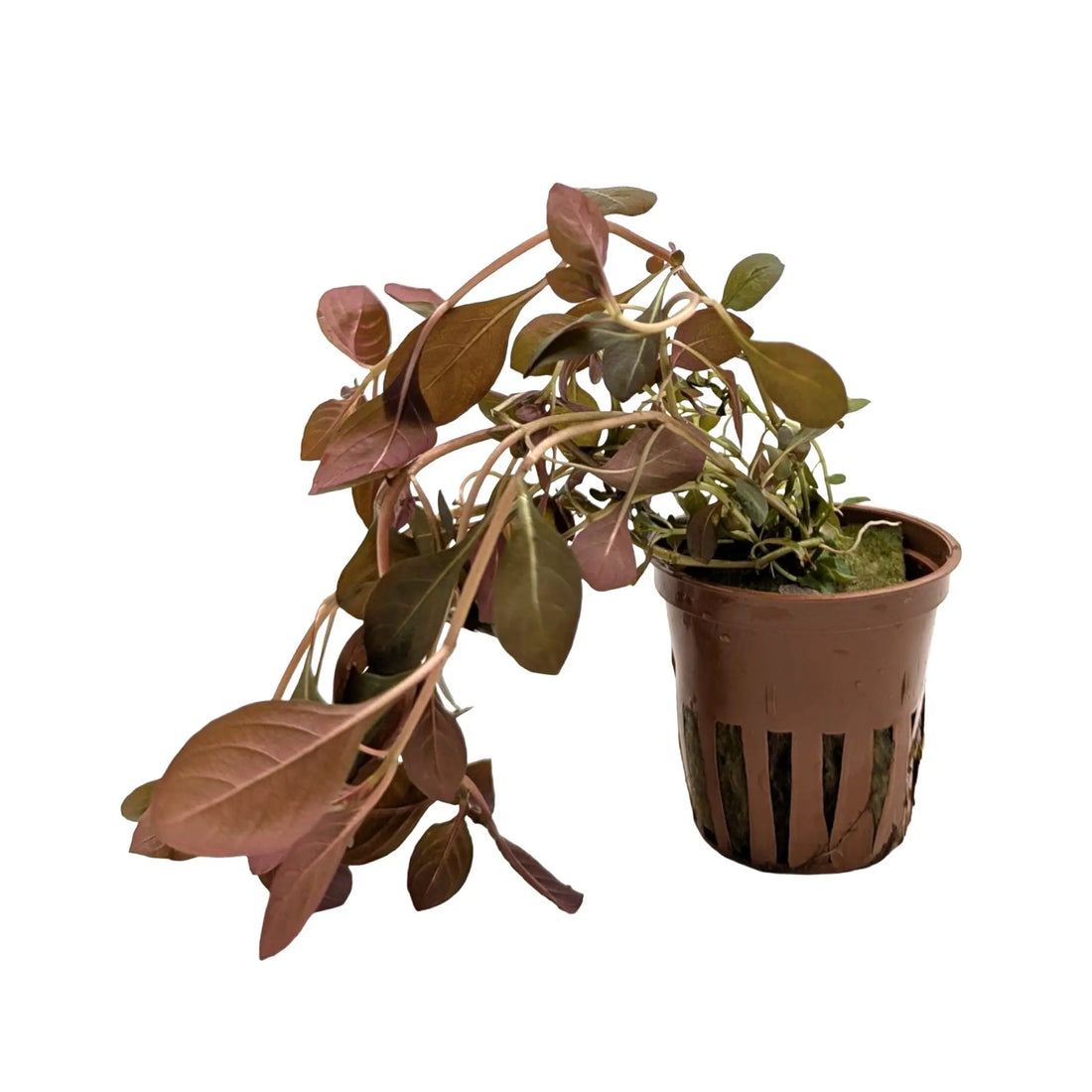 Ludwigia rubin Tropica