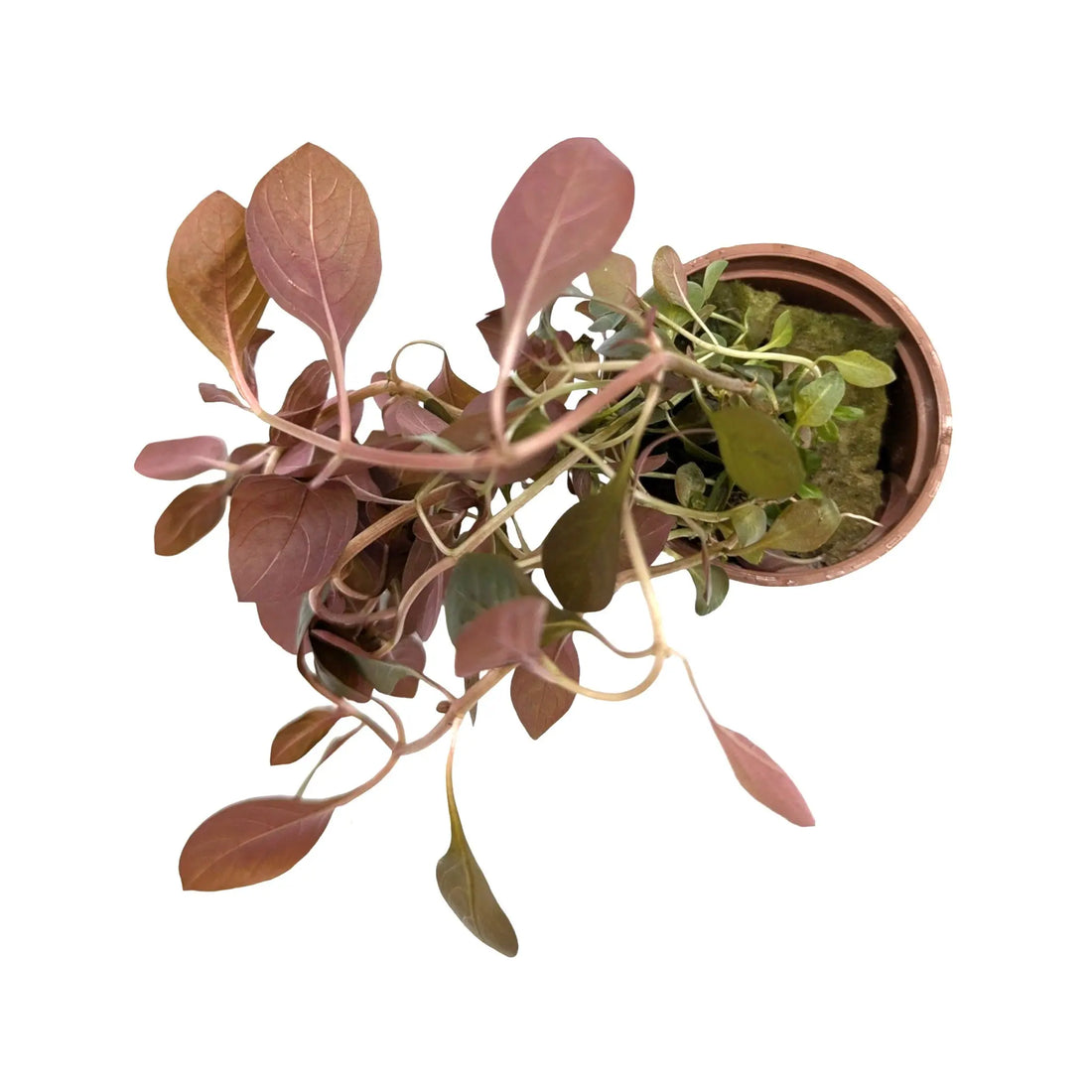 Ludwigia rubin Tropica