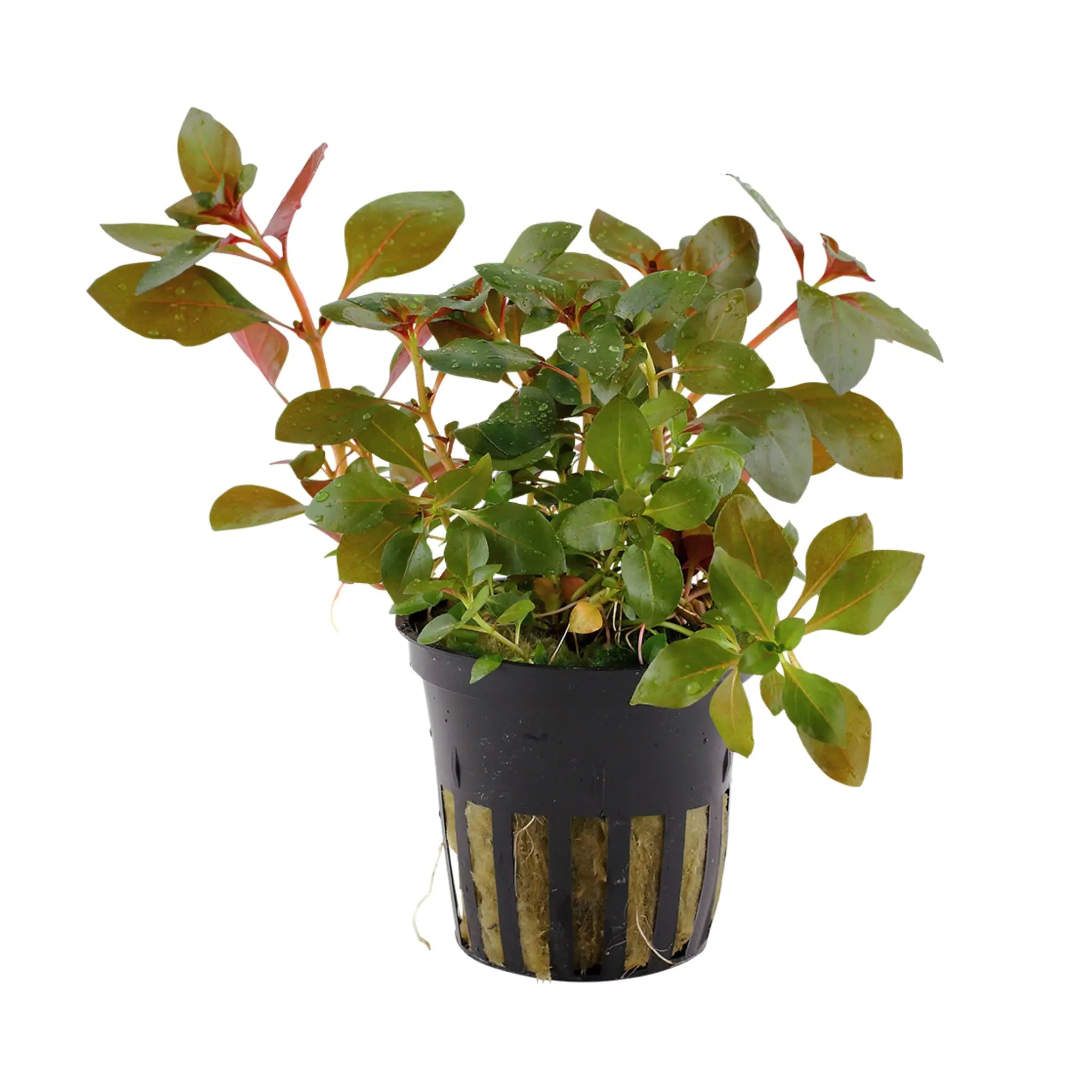 Ludwigia rubin Tropica