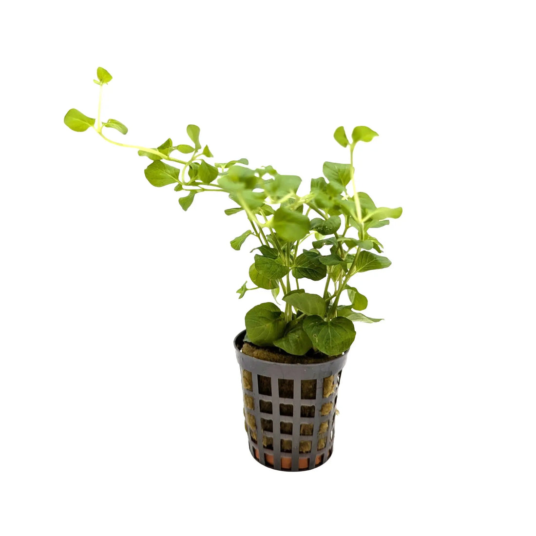 Lysimachia nummalaria (Creeping jenny) Aquafleur