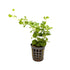 Lysimachia nummalaria (Creeping jenny) Aquafleur