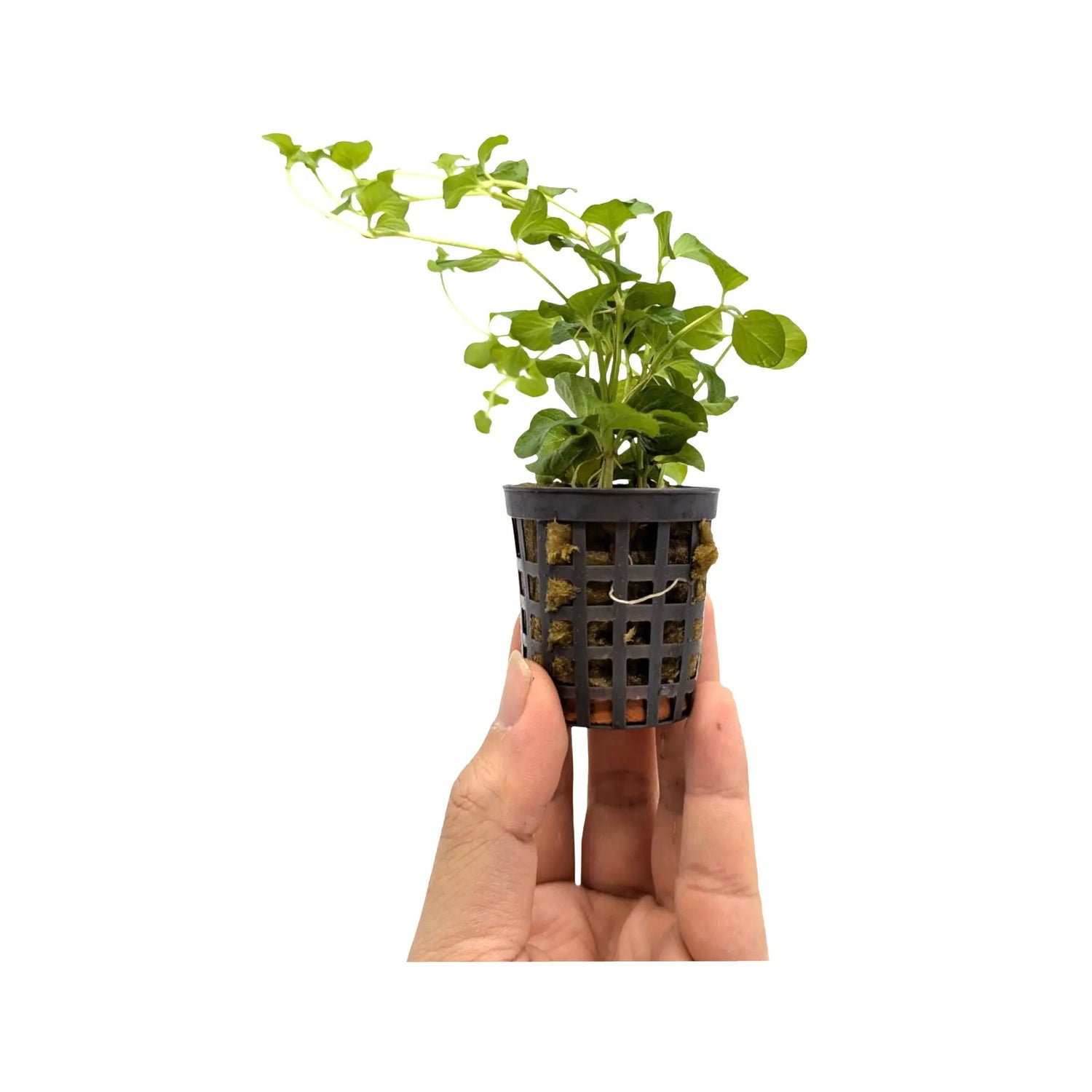 Lysimachia nummalaria (Creeping jenny) Aquafleur