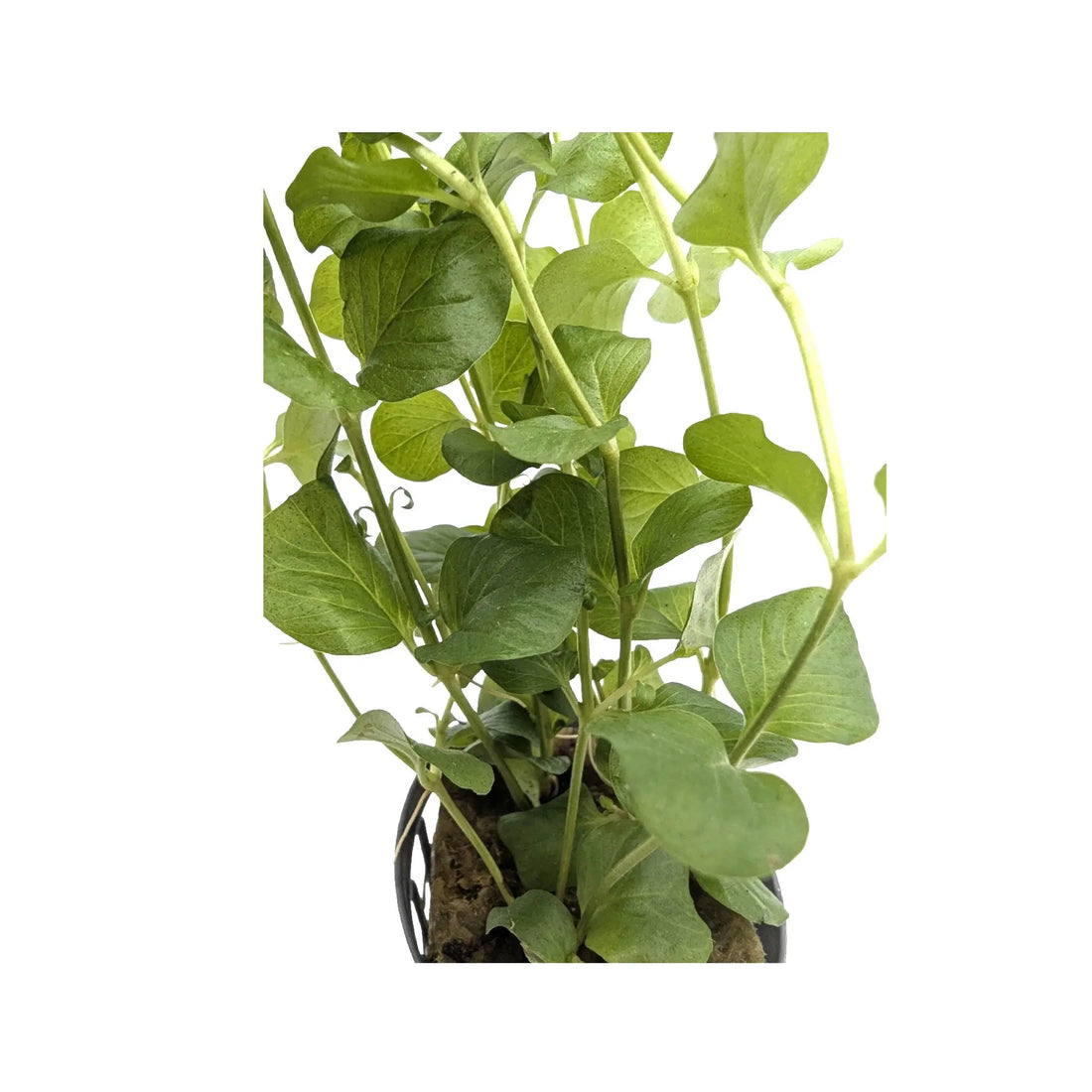 Lysimachia nummalaria (Creeping jenny) Aquafleur