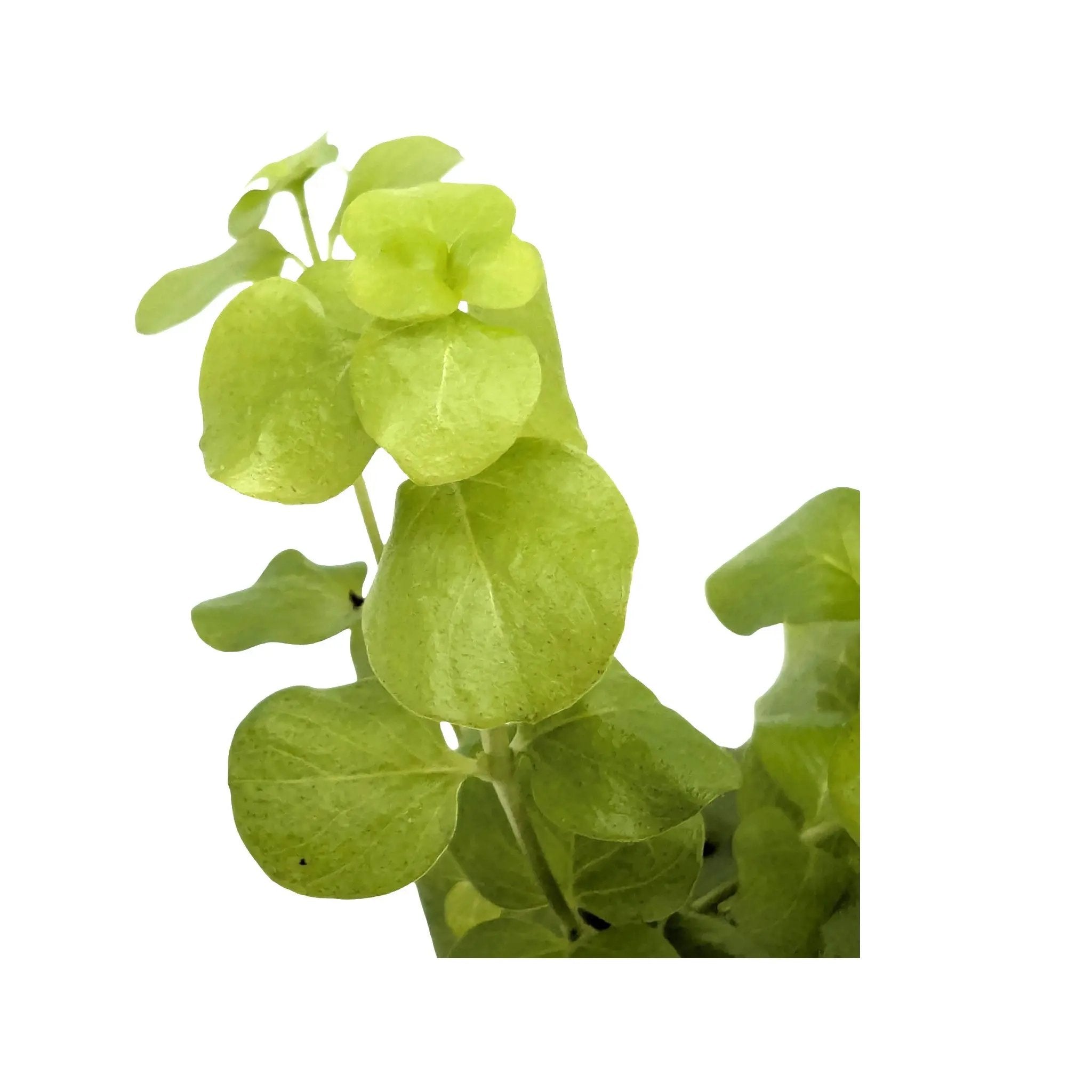 Lysimachia nummularia &