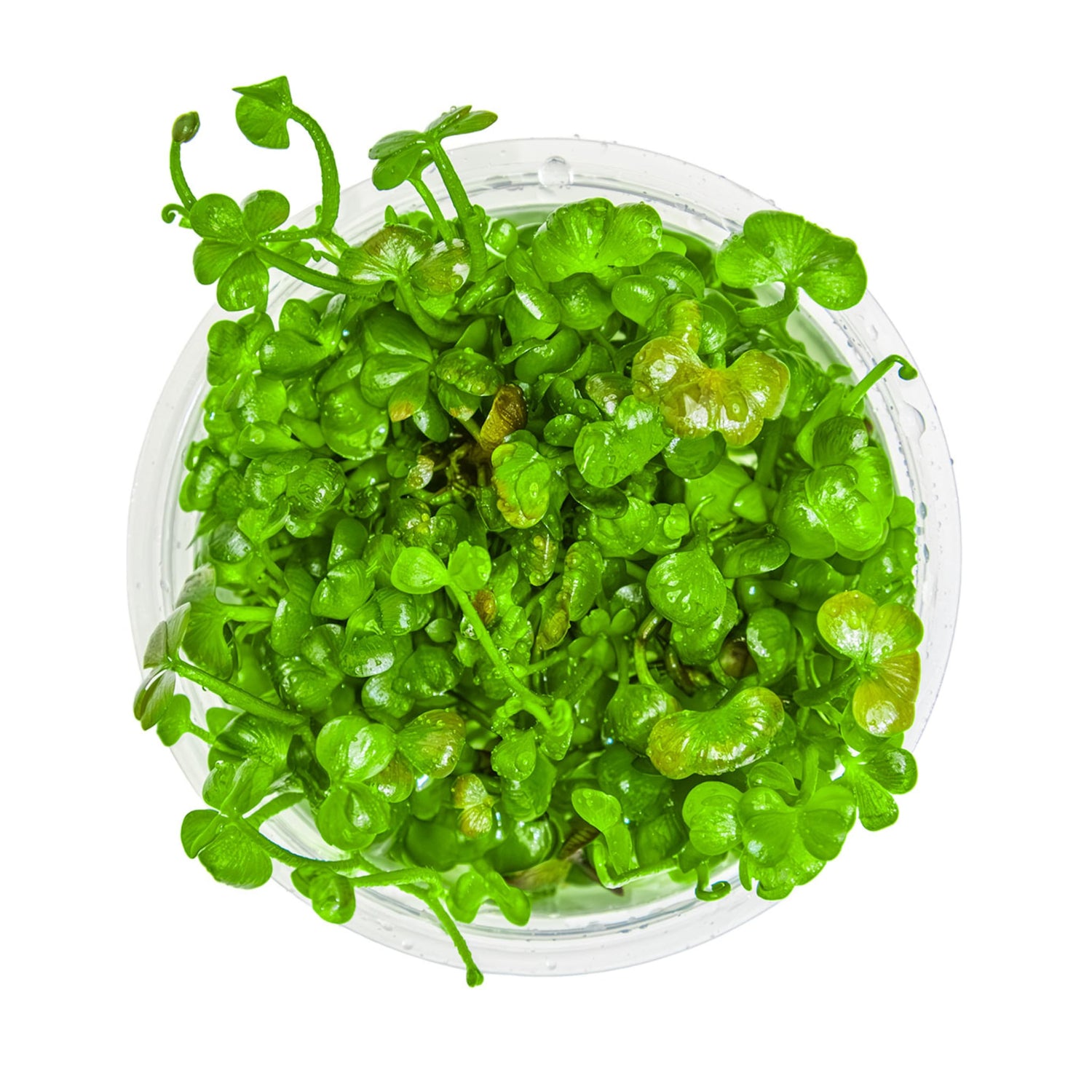 Tropica Marsilea hirsuta 1-2-GROW!
