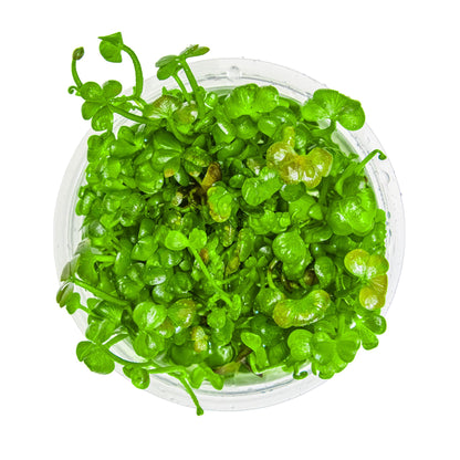 Tropica Marsilea hirsuta 1-2-GROW!