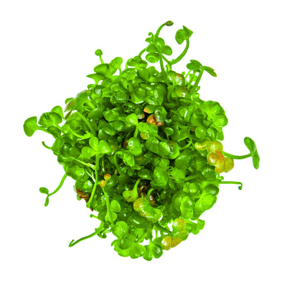 Tropica Marsilea hirsuta 1-2-GROW!