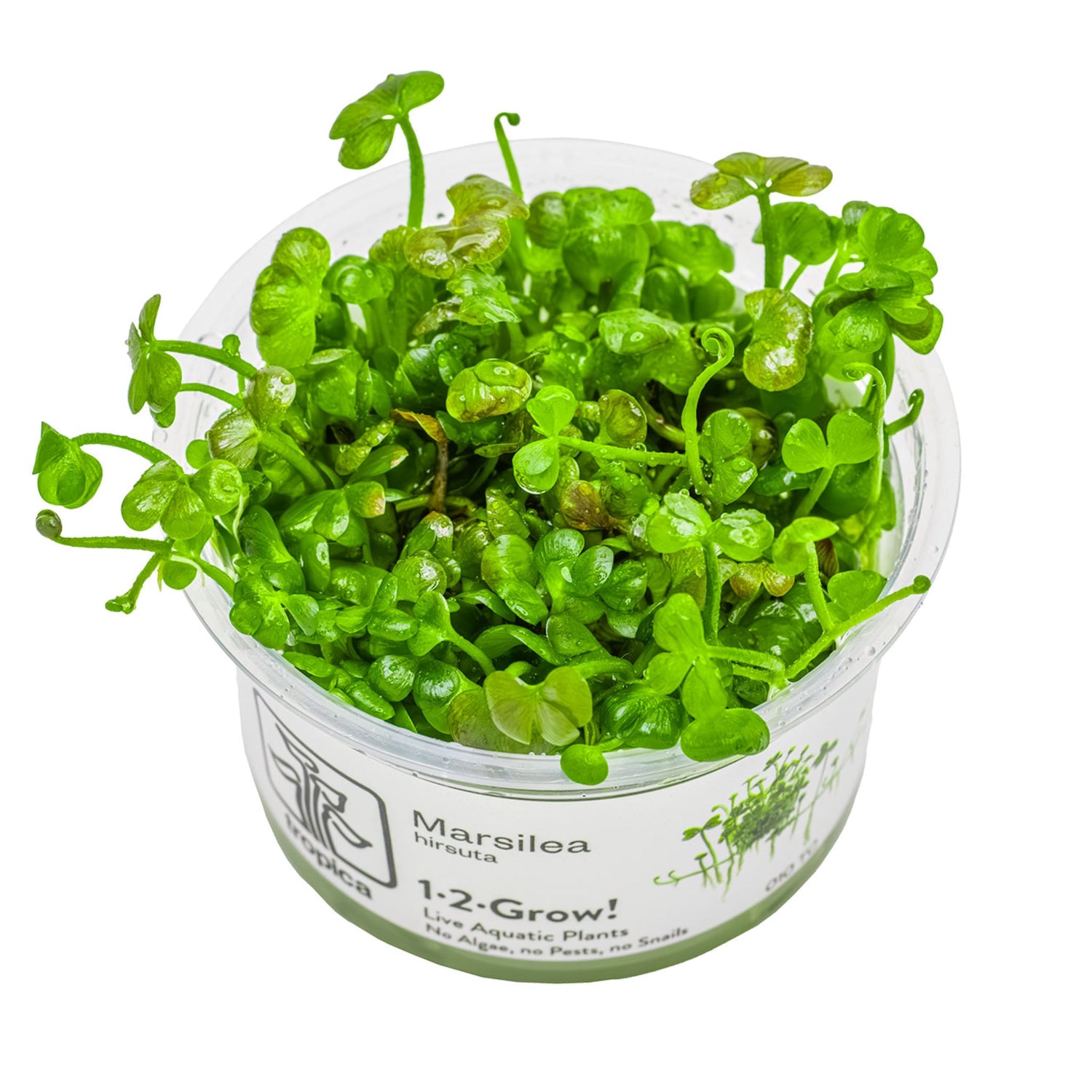 Tropica Marsilea hirsuta 1-2-GROW!