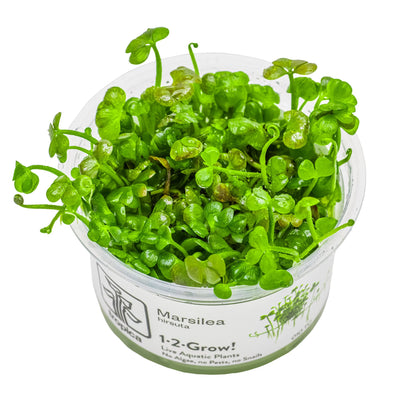 Tropica Marsilea hirsuta 1-2-GROW!