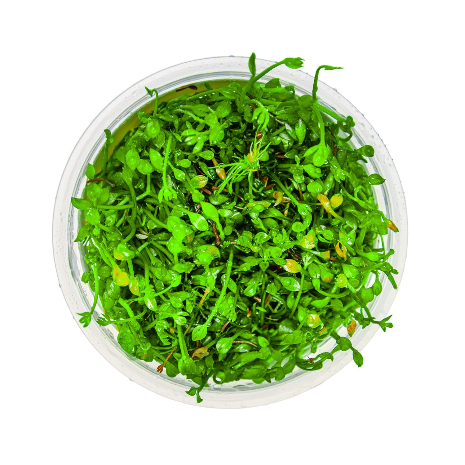 Tropica Marsilea minuta 1-2-GROW