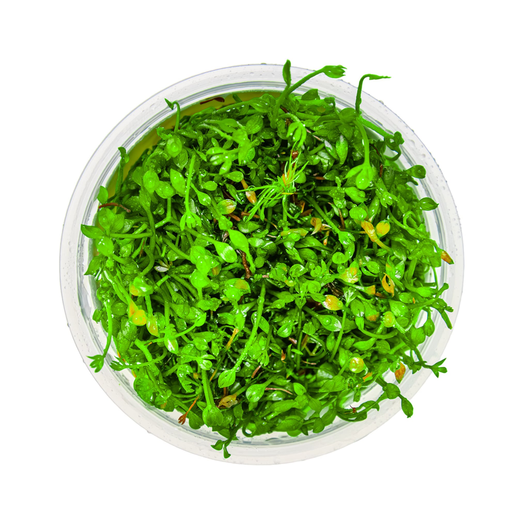 Tropica Marsilea minuta 1-2-GROW