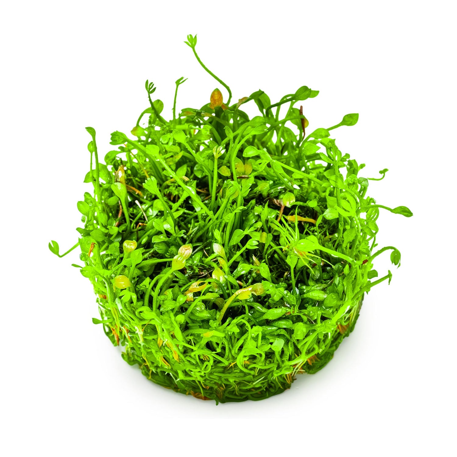 Tropica Marsilea minuta 1-2-GROW