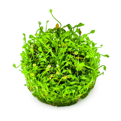Tropica Marsilea minuta 1-2-GROW