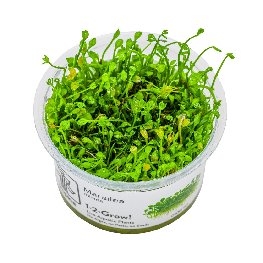 Tropica Marsilea minuta 1-2-GROW