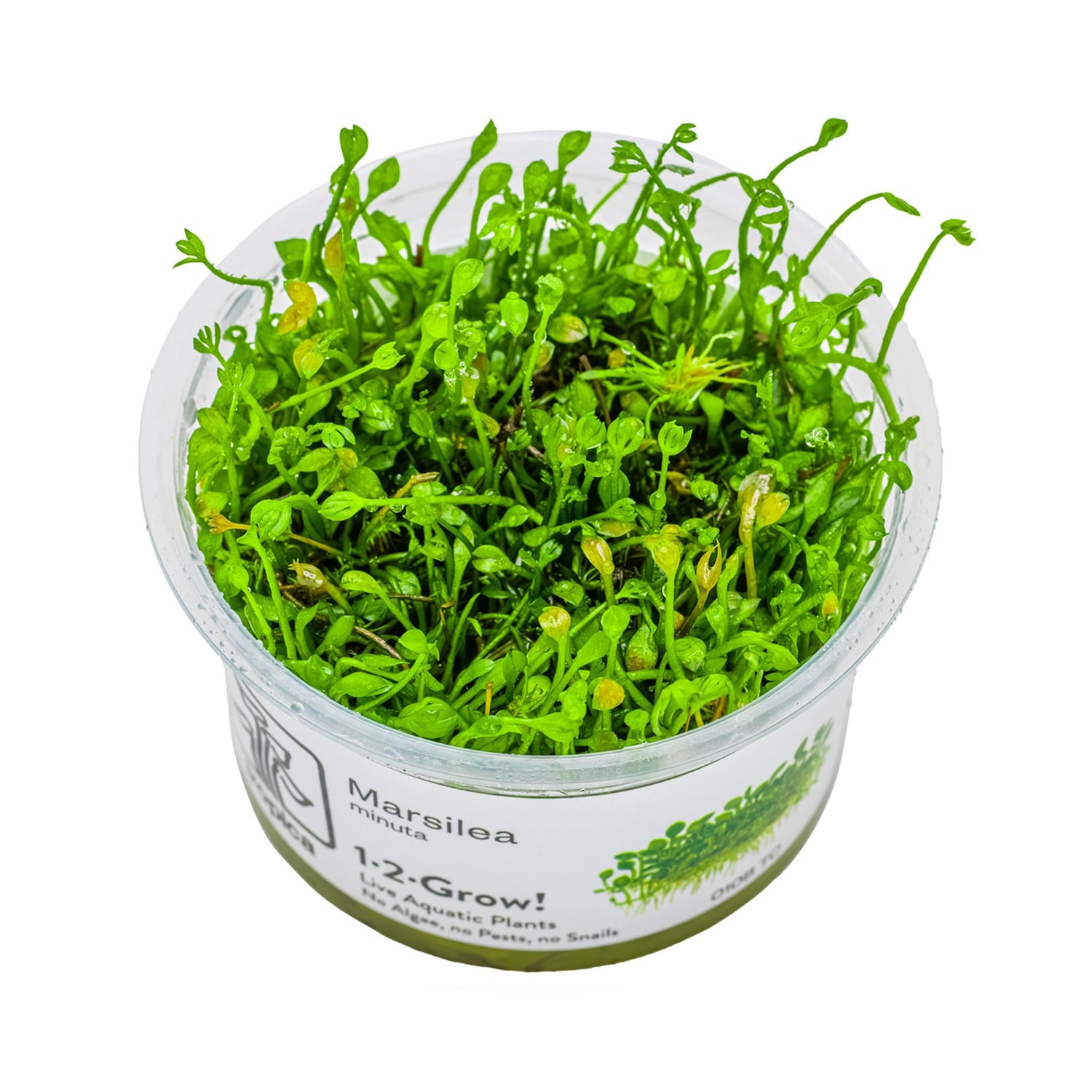 Tropica Marsilea minuta 1-2-GROW