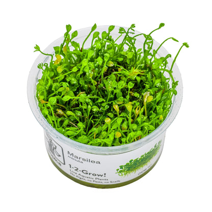 Tropica Marsilea minuta 1-2-GROW