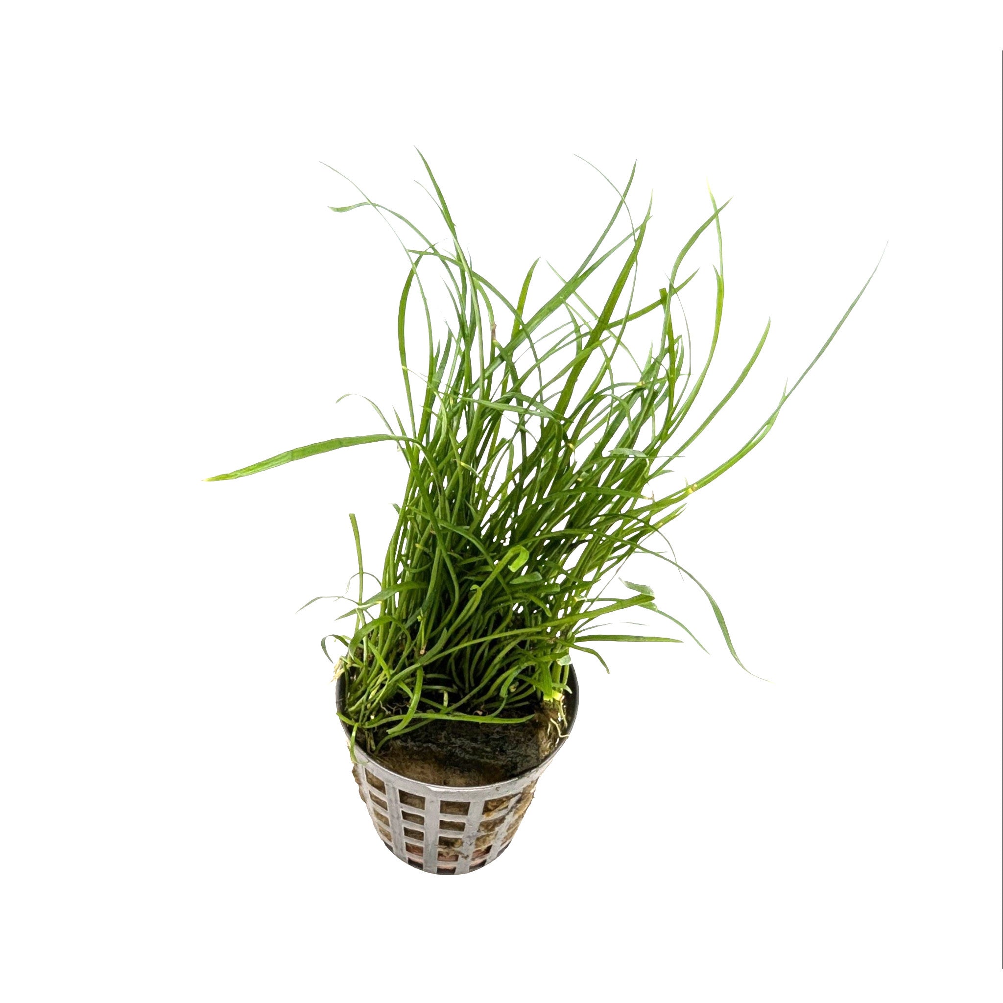 Lilaeopsis mauritiana